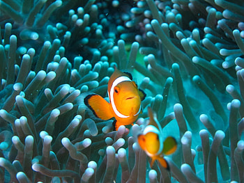 Clownfish, fish, underwater, aquarium HD wallpaper