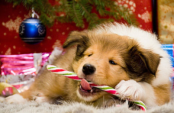 Christmas dog, sweet, pay, dogs, puppies, cute, beautiful, beauty, playful, playful dog, puppy, dog face, pretty, animals, face, bubbles, lovely HD wallpaper