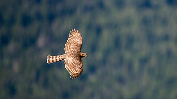 Animals, Sky, Bird, Predator, Flight, Hawk HD wallpaper