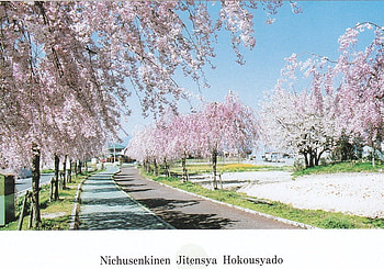japan_sakura, nature, flower HD wallpaper