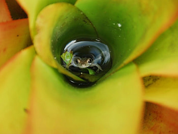 BROMELIAD WITH FROG, FROG, PLANT, BROMELIAD HD wallpaper
