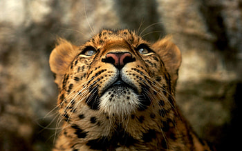 Animals, Leopard, Muzzle, Predator, Big Cat, Color HD wallpaper