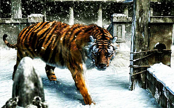 Animals, Tigers HD wallpaper