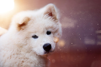 Animals, Fluffy, Dog, Sweetheart, Nice, Puppy HD wallpaper