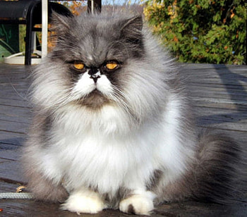 Persian cat, cats, animals HD wallpaper