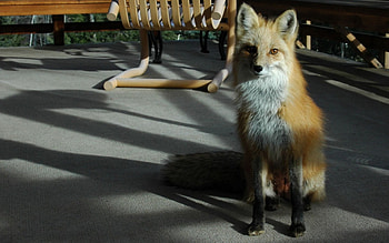 Cool Fox, cool, beautiful, fox, calm HD wallpaper