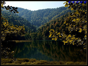 borcka,turkey, borcka, forests, turkey HD wallpaper