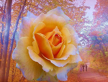 Autumn rose, misty light, colored leaves, path, trees, autumn, people walking, golden rose HD wallpaper