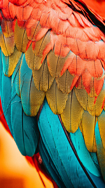 Lenovo feather , Nature's art, Lenovo backgrounds, Feather beauty HD phone wallpaper