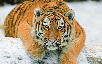 Animals, Snow, To Lie Down, Lie, Predator, Big Cat, Tiger HD wallpaper