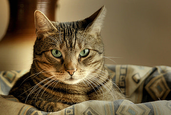 Animals, Cat, Muzzle, Sight, Opinion HD wallpaper