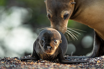Captivating Sea Lions of The Galapagos – HD wallpaper