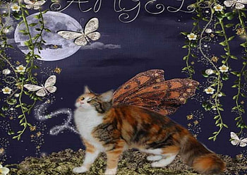 Angel Cat, butterflies, winged cat, abstract, moon, flowers, grass HD wallpaper