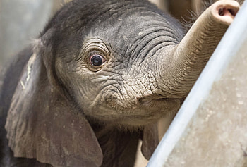 Male baby elephant looks out of his enclosure, Baby elephant, Enclosure, Germany, Halle, Male HD wallpaper