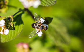 Bee, animal, nature, insect HD wallpaper