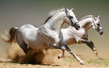 Animals, Horses HD wallpaper