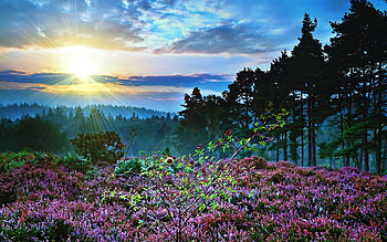 Bloom Of Flower, flowers, forest, sunrise, mountain HD wallpaper