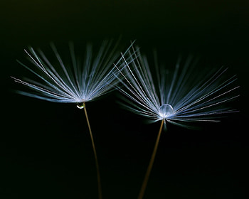 Plants, Flowers HD wallpaper