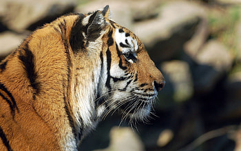 Animals, To Lie Down, Lie, Muzzle, Predator, Tiger, Profile HD wallpaper