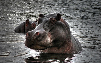 sub-Saharan Africa, Large herbivorous, Amphibious HD wallpaper