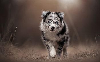 Running puppy, dog, puppy, australian shepherd, caine, running HD wallpaper