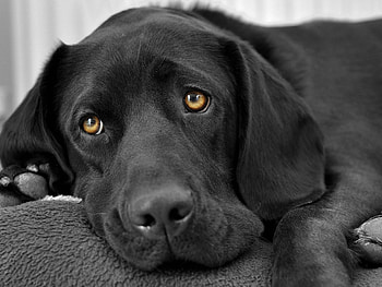 Dog, animal, black, eyes, cute, caine HD wallpaper