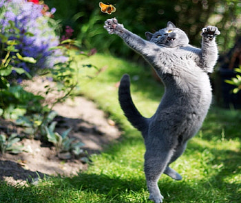 Cat And Butterfly, Animals, Butterfly, graphy, Grass, Outside, Cats HD wallpaper