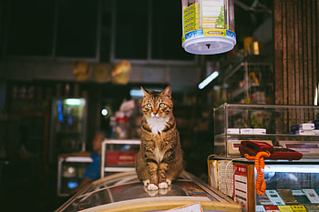 Cat, animal, stare, pet HD wallpaper