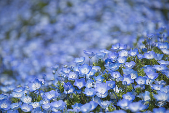 Blue flowers, white, flower, blue, carpet, field, nature HD wallpaper