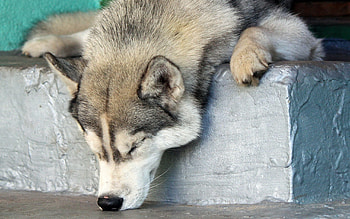 Animals, Dog, Muzzle, Husky, Haska, Nose, To Sniff, Smell HD wallpaper