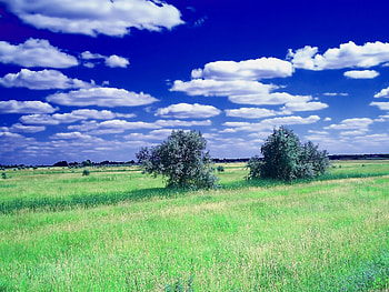 Nature, Trees, Grass, Sky, Clouds, Summer, Field HD wallpaper
