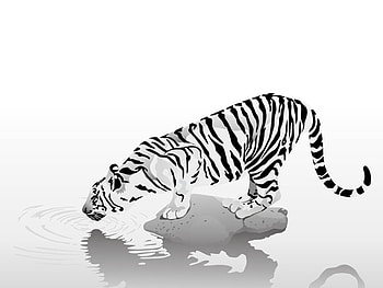 White Tiger HD wallpaper
