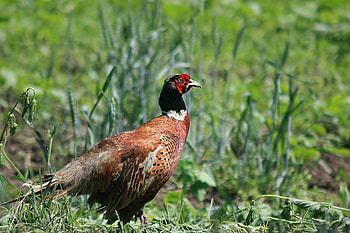 Animals, Grass, Bird, Stroll, Pheasant HD wallpaper