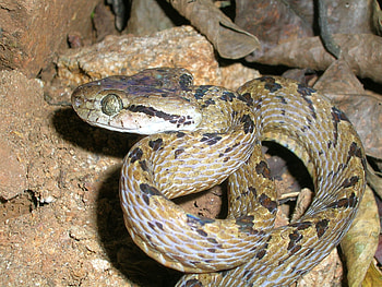 Reptile Wikimedia Commons, Snake , Serpent graphs, Wildlife media HD wallpaper