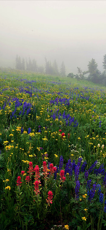 Misty Flower Field in Spring, nature, flower HD phone wallpaper