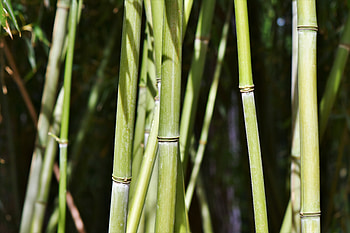 Green bamboo, trees, nature HD wallpaper