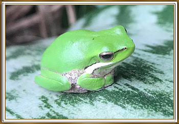 CUTE LITTLE FROG, NATURE, FROG, CUTE HD wallpaper