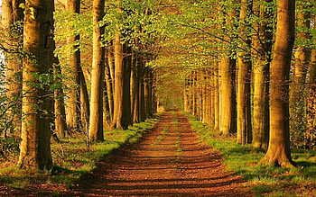 Landscape, Trees, Roads HD wallpaper