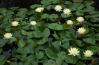 Flowers, Water, Leaves, Water Lilies, Greens, Lot, Pond HD wallpaper