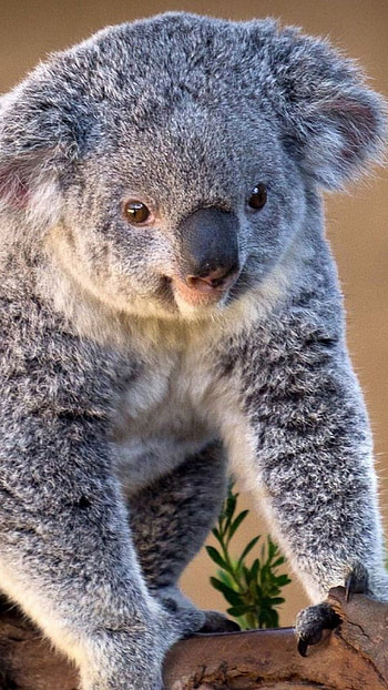 Charming koala , Sony Xperia beauty, Stunning smart background, delight HD phone wallpaper