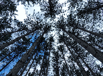 Tall Pines, graphy, Forest, Nature, Clouds, Sky HD wallpaper