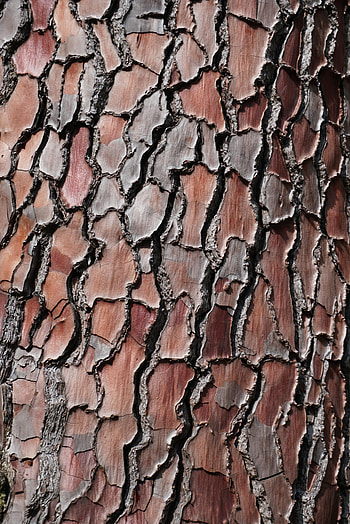 Pine, Wooden, Wood, Tree, Texture, Textures, Relief, Bark HD phone wallpaper