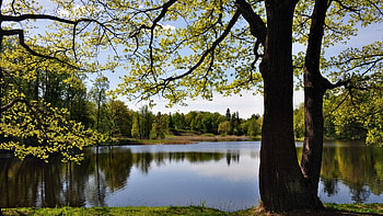 Enjoy the view, view, sky, nature, lake, tree, enjoy HD wallpaper