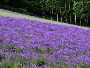 Lavendar Hill, wild, purple, flower, green, trees, perfume, blooms, forest, lilac HD wallpaper