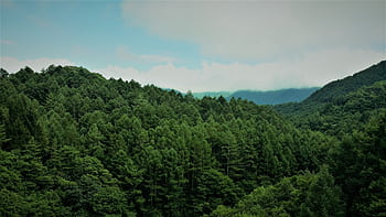 Scenic vista of dense green forests in Ueda, Nagano, Japan, under cloudy skies. HD wallpaper
