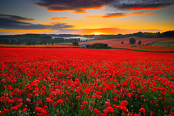 Poppy field, beautiful, poppy, sunset, field, summer HD wallpaper