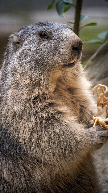 Marmot , Top backgrounds, Cute marmot , Playful creatures HD phone wallpaper