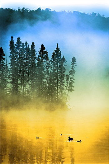 Sunrise, ducks, birds, trees, lake, mist HD phone wallpaper