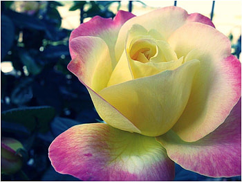 life_mixed_doubles, rose, 3d, flower, soft, colors HD wallpaper