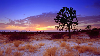peaceful sunset, fun, cool, nature, peaceful, sunset HD wallpaper